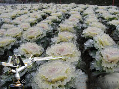 防爆電伴熱帶在蔬菜噴淋上的使用