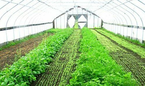 電伴熱帶溫控系統給蔬菜棚的幫助